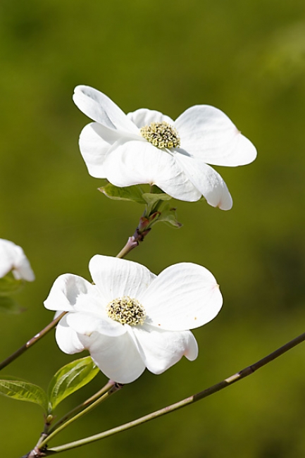 Jardin des Impressionnistes-038